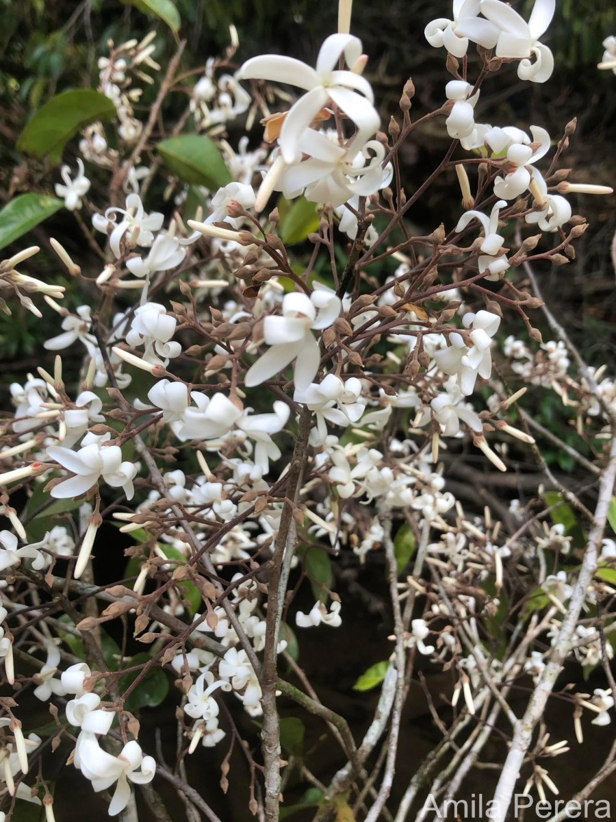 Vatica affinis Thwaites